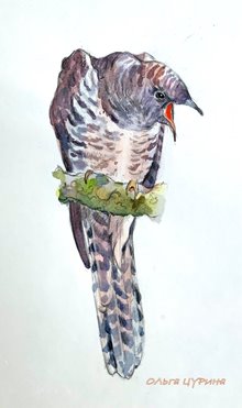 13.3 Кукушонок